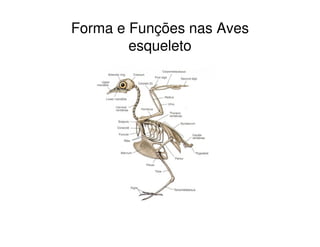 Forma e Funções nas Aves
esqueleto
 