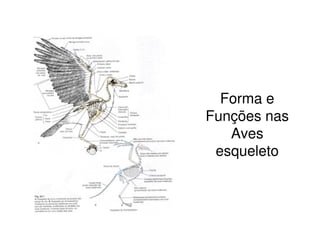 Forma e
Funções nas
Aves
esqueleto
 