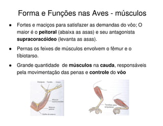 Forma e Funções nas Aves - músculos
Fortes e maciços para satisfazer as demandas do vôo; O
maior é o peitoral (abaixa as asas) e seu antagonista
supracoracóideo (levanta as asas).
Pernas os feixes de músculos envolvem o fêmur e o
tíbiotarso.
Grande quantidade de músculos na cauda, responsáveis
pela movimentação das penas e controle do vôo
 
