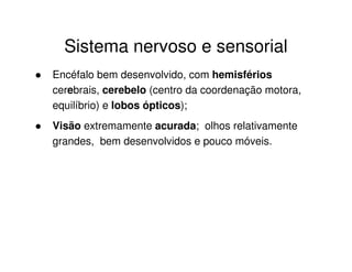 Sistema nervoso e sensorial
Encéfalo bem desenvolvido, com hemisférios
cerebrais, cerebelo (centro da coordenação motora,
equilíbrio) e lobos ópticos);
Visão extremamente acurada; olhos relativamente
grandes, bem desenvolvidos e pouco móveis.
 