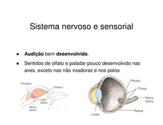 Sistema nervoso e sensorial
Audição bem desenvolvida.
Sentidos de olfato e paladar pouco desenvolvido nas
aves, exceto nas não voadoras e nos patos
 