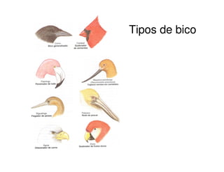 Tipos de bico
 