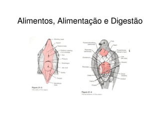 Alimentos, Alimentação e Digestão
 