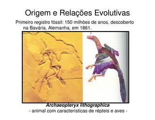 Origem e Relações Evolutivas
Primeiro registro fóssil: 150 milhões de anos, descoberto
na Bavária, Alemanha, em 1861.
Archaeopteryx lithographica
- animal com características de répteis e aves -
 