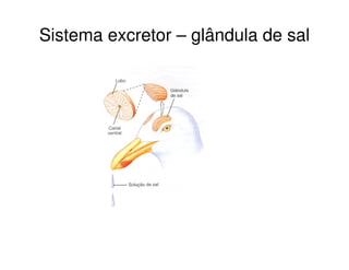 Sistema excretor – glândula de sal
 