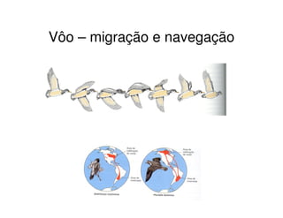 Vôo – migração e navegação
 