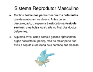 Sistema Reprodutor Masculino
Machos: testículos pares com ductos deferentes
que desembocam na cloaca. Antes de ser
descarregado, o esperma é estocado na vesícula
seminal, uma bolsa localizada no final dos ductos
deferentes.
Algumas aves, como patos e gansos apresentam
órgão copulatório (pênis), mas na maior parte das
aves a cópula é realizada pelo contado das cloacas.
 