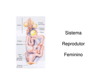 Sistema
Reprodutor
Feminino
 