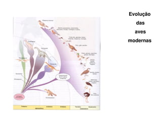 Evolução
das
aves
modernas
 