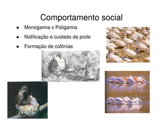 Comportamento social
Monogamia x Poligamia
Nidificação e cuidado da prole
Formação de colônias
 