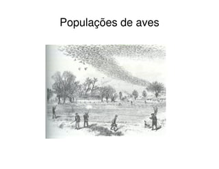 Populações de aves
 