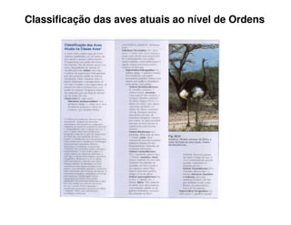 Classificação das aves atuais ao nível de Ordens
 