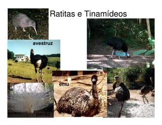 Ratitas e Tinamídeos
kiwi
ema
casuar
emu
pavão
avestruz
 