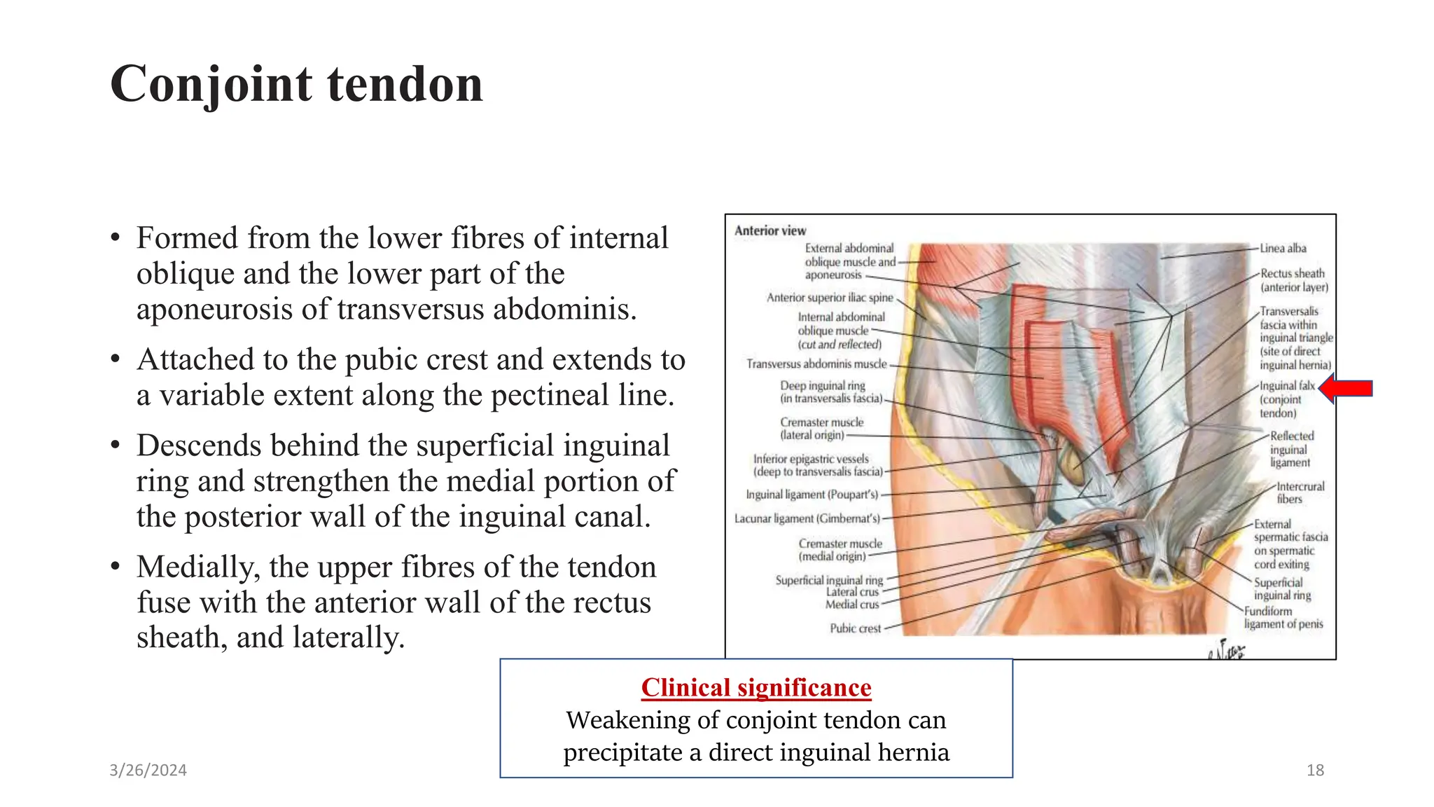 Conjoint Tendon Abdomen
