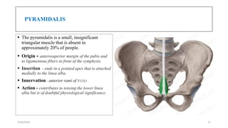 Pyramidalis Muscle Module 14 Abdominal Wall Anatomy and Inguinal Anatomy ppt.pptx