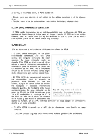 III) La información celular 2) Ácidos nucleicos
A su vez, y en ambos casos, el ADN puede ser:
- Lineal, como por ejemplo el del núcleo de las células eucariotas y el de algunos
virus.
- Circular, como el de las mitocondrias, cloroplastos, bacterias y algunos virus.
EL ARN (RNA). DIFERENCIAS CON EL ADN
El ARN, ácido ribonucleico, es un polirribonucleótido que, a diferencia del ADN, no
contiene ni desoxirribosa ni timina, pero sí ribosa y uracilo. El ARN no forma dobles
cadenas, salvo en ciertos virus (por ej. los reovirus). Lo que no quita que su estruc-
tura espacial pueda ser en ciertos casos muy compleja.
CLASES DE ARN
Por su estructura y su función se distinguen tres clases de ARN:
- El ARNm (ARN mensajero) es un polirri-
bonucleótido constituido por una única
cadena sin ninguna estructura de orden
superior. Su masa molecular suele ser
elevada. Este ARN se sintetiza en el núcleo
celular y pasa al citoplasma transportando la
información para la síntesis de proteí nas.
La duración de los ARNm en el citoplasma
celular es de escasos minutos siendo degra-
dados rápidamente por enzimas especí ficas.
- El ARNt (ARN de transferencia) transporta
los aminoácidos para la síntesis de
proteínas. Está formado por una sola
cadena, aunque en ciertas zonas se encuen-
tra replegada y asociada internamente
mediante puentes de hidrógeno entre bases
complementarias. Su peso molecular es del
orden de 25.000 da. Está formado por entre
70 y 90 nucleótidos y constituye el 15 %
del total del ARN de la célula. Se sintetiza
en el núcleo y sale hacia el citoplasma para
realizar su función. En el ARNt podemos distinguir un brazo aceptor de aminoácidos
abierto y un bucle anticodon.
– El ARNr (ARN ribosomal) es el ARN de los ribosomas, cuya función es poco
conocida.
– Los ARN víricos. Algunos virus tienen como material genético ARN bicatenario.
J. L. Sánchez Guillén Página III-2-9
Fig. 24 ARNt. La línea es la cadena de
polinucleótidos y los rectángulos las bases o
los pares de bases. 1) brazo aceptor de ami-
noácidos; 2) bucle anticodon.
 