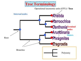 Tree Terminology
Terminal
nodes
Internal nodes A
B
C
F
E
Operational taxonomic units (OTU) / Taxa
D
Sisters
Root
Branches
Polytomy
 