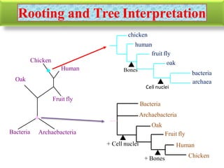 Rooting and Tree Interpretation
Bacteria Archaebacteria
Oak
Fruit fly
Chicken
Human
bacteria
archaea
oak
fruit fly
chicken
human
Bacteria
Archaebacteria
Oak
Fruit fly
Chicken
Human
Bones
Cell nuclei
+ Cell nuclei
+ Bones
 