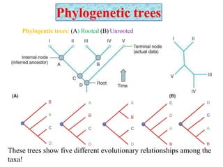 Phylogenetic trees
Phylogentic trees: (A) Rooted (B) Unrooted
These trees show five different evolutionary relationships among the
taxa!
B
A
C
D
A
B
C
A
B
C
C
D
A
Rooted tree 1 Rooted tree 2 Rooted tree 3 Rooted tree 4 Rooted tree 5
D
C
A
D D B B
 