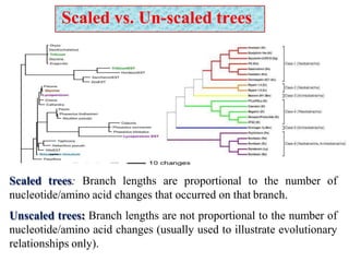 Scaled vs. Un-scaled trees
Scaled trees: Branch lengths are proportional to the number of
nucleotide/amino acid changes that occurred on that branch.
Unscaled trees: Branch lengths are not proportional to the number of
nucleotide/amino acid changes (usually used to illustrate evolutionary
relationships only).
 