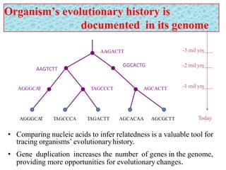 Organism’s evolutionary history is
documented in its genome
• Comparing nucleic acids to infer relatedness is a valuable tool for
tracing organisms’ evolutionaryhistory.
• Gene duplication increases the number of genes in the genome,
providing more opportunities for evolutionary changes.
AAGACTT
AGGGCAT TAGCCCT AGCACTT
AGGGCAT TAGCCCA TAGACTT AGCACAA AGCGCTT
-3 mil yrs
-2 mil yrs
-1 mil yrs
Today
AAGTCTT
GGCACTG
 