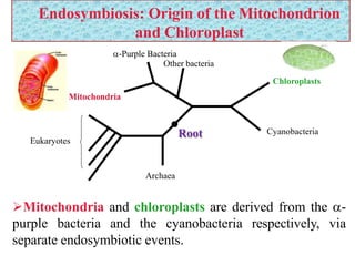 Endosymbiosis: Origin of the Mitochondrion
and Chloroplast
Mitochondria and chloroplasts are derived from the -
purple bacteria and the cyanobacteria respectively, via
separate endosymbiotic events.
Eukaryotes
Archaea
Cyanobacteria
-Purple Bacteria
Other bacteria
Chloroplasts
Mitochondria
Root
 