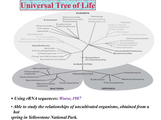 Universal Tree of Life
• Using rRNA sequences: Woese,1987
• Able to study the relationships of uncultivated organisms, obtained from a
hot
spring in Yellowstone NationalPark.
 