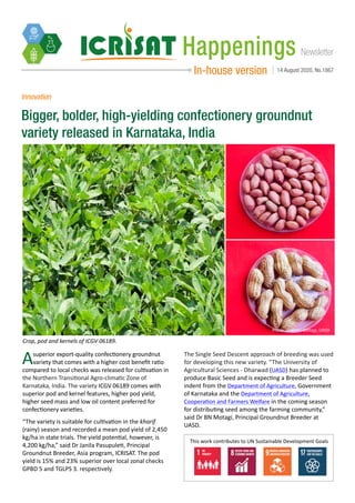 NewsletterHappenings
In-house version 14 August 2020, No.1867
Innovation
Bigger, bolder, high-yielding confectionery groundnut
variety released in Karnataka, India
Photo: Dr Babu Motagi, UASD
Crop, pod and kernels of ICGV 06189.
Asuperior export-quality confectionery groundnut
variety that comes with a higher cost benefit ratio
compared to local checks was released for cultivation in
the Northern Transitional Agro-climatic Zone of
Karnataka, India. The variety ICGV 06189 comes with
superior pod and kernel features, higher pod yield,
higher seed mass and low oil content preferred for
confectionery varieties.
“The variety is suitable for cultivation in the kharif
(rainy) season and recorded a mean pod yield of 2,450
kg/ha in state trials. The yield potential, however, is
4,200 kg/ha,” said Dr Janila Pasupuleti, Principal
Groundnut Breeder, Asia program, ICRISAT. The pod
yield is 15% and 23% superior over local zonal checks
GPBD 5 and TGLPS 3. respectively.
The Single Seed Descent approach of breeding was used
for developing this new variety. “The University of
Agricultural Sciences - Dharwad (UASD) has planned to
produce Basic Seed and is expecting a Breeder Seed
indent from the Department of Agriculture, Government
of Karnataka and the Department of Agriculture,
Cooperation and Farmers Welfare in the coming season
for distributing seed among the farming community,”
said Dr BN Motagi, Principal Groundnut Breeder at
UASD.
This work contributes to UN Sustainable Development Goals
 