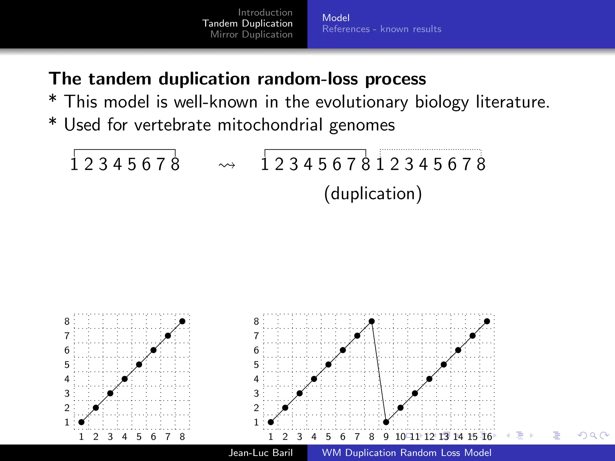 Introduction
                                               Model
                        Tandem Duplication
                                               References - known results
                         Mirror Duplication



The tandem duplication random-loss process
* This model is well-known in the evolutionary biology literature.
* Used for vertebrate mitochondrial genomes

      12345678                        1234567812345678
                                               (duplication)
                                      1234567812345678


                                              12457368
  8                               8
  7                               7
  6                               6
  5                               5
  4                               4
  3                               3
  2                               2
  1                               1
      1 2 3 4 5 6 7 8                 1 2 3 4 5 6 7 8 9 10 11 12 13 14 15 16
                             Jean-Luc Baril    WM Duplication Random Loss Model
 