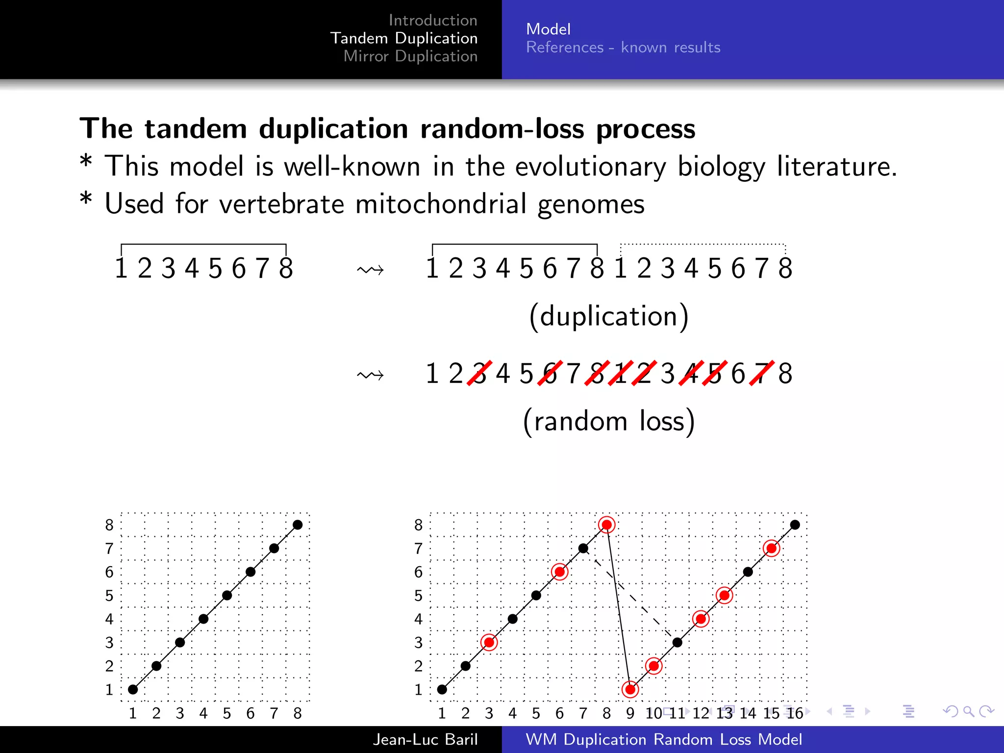 Introduction
                                               Model
                        Tandem Duplication
                                               References - known results
                         Mirror Duplication



The tandem duplication random-loss process
* This model is well-known in the evolutionary biology literature.
* Used for vertebrate mitochondrial genomes

      12345678                        1234567812345678
                                               (duplication)
                                      1234567812345678
                                              (random loss)
                                              12457368
  8                               8
  7                               7
  6                               6
  5                               5
  4                               4
  3                               3
  2                               2
  1                               1
      1 2 3 4 5 6 7 8                 1 2 3 4 5 6 7 8 9 10 11 12 13 14 15 16
                             Jean-Luc Baril    WM Duplication Random Loss Model
 