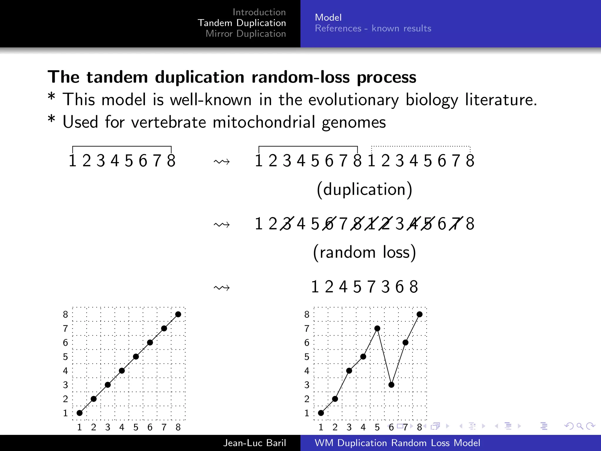 Introduction
                                              Model
                        Tandem Duplication
                                              References - known results
                         Mirror Duplication



The tandem duplication random-loss process
* This model is well-known in the evolutionary biology literature.
* Used for vertebrate mitochondrial genomes

      12345678                        1234567812345678
                                              (duplication)
                                      1234567812345678
                                              (random loss)
                                              12457368
  8                               8         8
  7                               7         7
  6                               6         6
  5                               5         5
  4                               4         4
  3                               3         3
  2                               2         2
  1                               1         1
      1 2 3 4 5 6 7 8                 1 2 3 4 1 2 3 4 5 6 7 8 5 14 15 16
                             Jean-Luc Baril   WM Duplication Random Loss Model
 