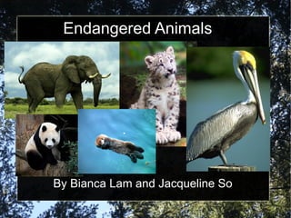 Endangered Animals By Bianca Lam and Jacqueline So