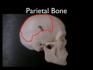 Parietal Bone
 