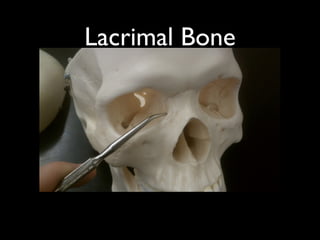 Lacrimal Bone
 