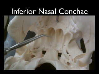 Inferior Nasal Conchae
 