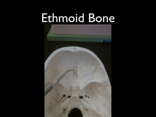 Ethmoid Bone
 