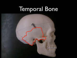 Temporal Bone
 