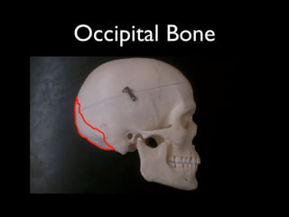 Occipital Bone
 