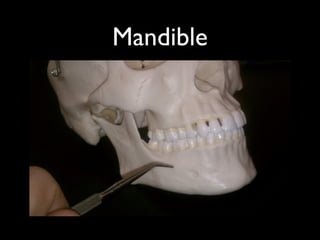 Mandible
 