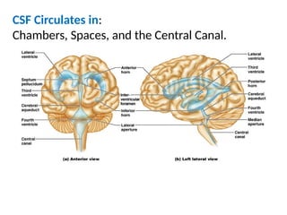 Midbrain Csf #14 Brain Stem and CSF Anatomy .pptx