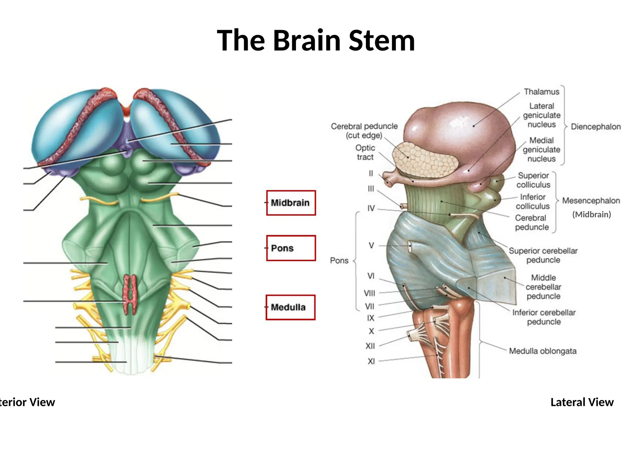 #14 Brain Stem and CSF Anatomy introduction.pptx