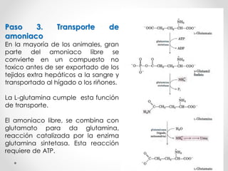 14 CATABOLISMO DE LOS AMINOACIDOS-BIOQUIMICA II | PDF