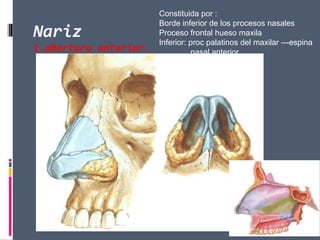 Nariz
1.abertura anterior.
Constituida por :
Borde inferior de los procesos nasales
Proceso frontal hueso maxila
Inferior: proc palatinos del maxilar ---espina
nasal anterior
 