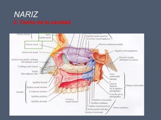 NARIZ
2. Techo de la cavidad
 