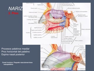 NARIZ
3. Piso
Canal incisivo: Paquete vasculonervioso
nasopalatino
Procesos palatinos maxilar
Proc horizontal del palatino
Espina nasal posterior
 