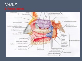 NARIZ
4. Pared lateral.
 