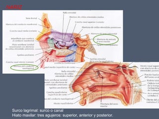 NARIZ
Surco lagrimal: surco o canal
Hiato maxilar: tres agujeros: superior, anterior y posterior.
 