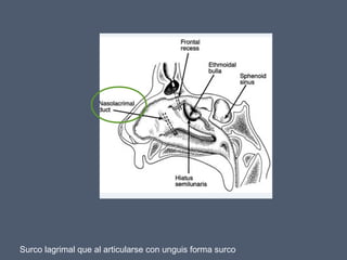 Surco lagrimal que al articularse con unguis forma surco
 