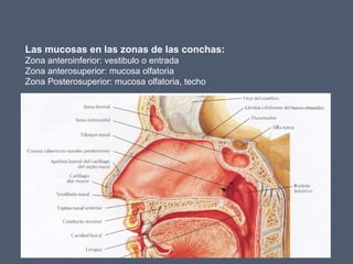 Las mucosas en las zonas de las conchas:
Zona anteroinferior: vestibulo o entrada
Zona anterosuperior: mucosa olfatoria
Zona Posterosuperior: mucosa olfatoria, techo
 