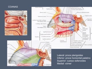 COANAS
Lateral: proce pterigoides
Inferior: proce horizontal palatino
Superior: cuerpo esfenoides
Medial: vómer
 